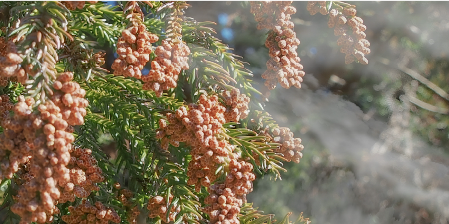 花粉が飛散する屋外環境のイメージ